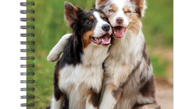 What Dogs Teach Us A5 Diary 2027
