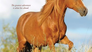 What Horses Teach Us Calendar 2027