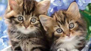 Just Tabby Cats Calendar 2027