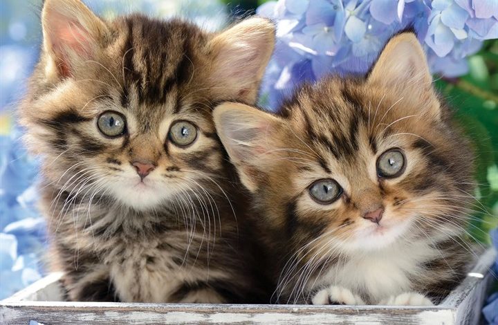 Just Tabby Cats Calendar 2027