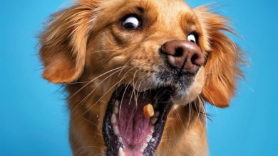 Dog Gone It Calendar 2027