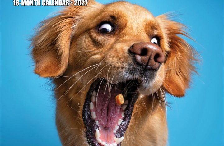 Dog Gone It Calendar 2027