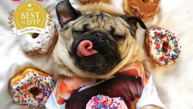 Doug The Pug Calendar 2027