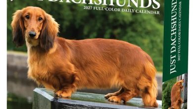 Just Dachshunds Desk Calendar 2027