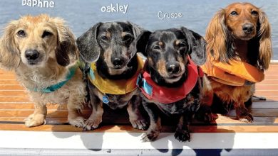 Crusoe The Dachshund & Family Calendar 2027