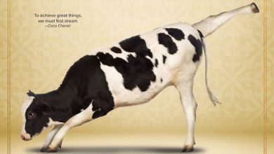 Cow Yoga Calendar 2027