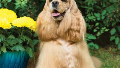 Cocker Spaniels Calendar 2027