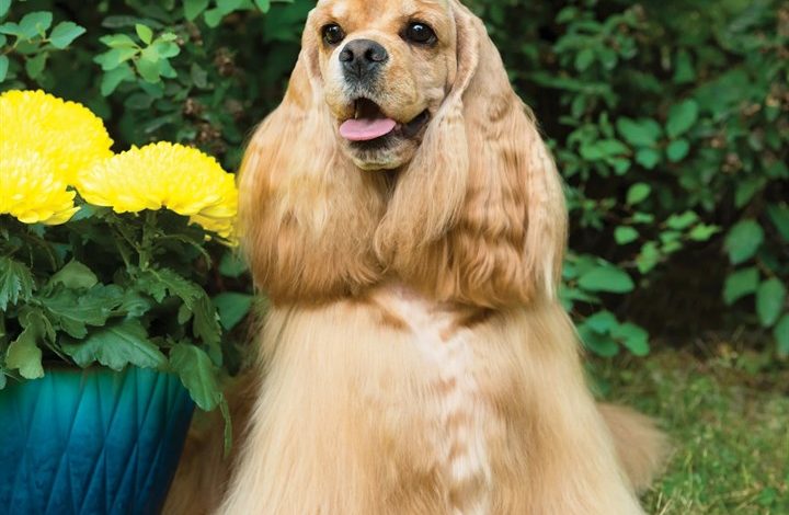 Cocker Spaniels Calendar 2027