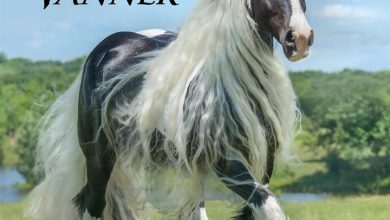 Gypsy Vanner Horse Calendar 2027