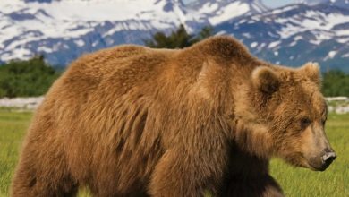 Grizzlies Calendar 2027