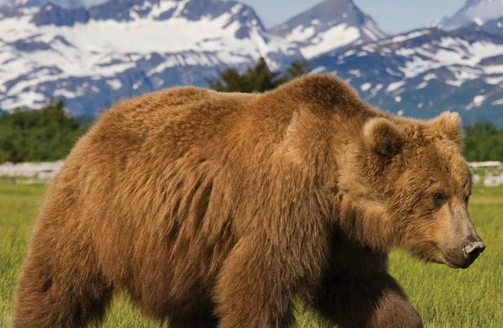 Grizzlies Calendar 2027