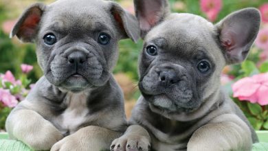 Just French Bulldog Puppies Calendar 2027