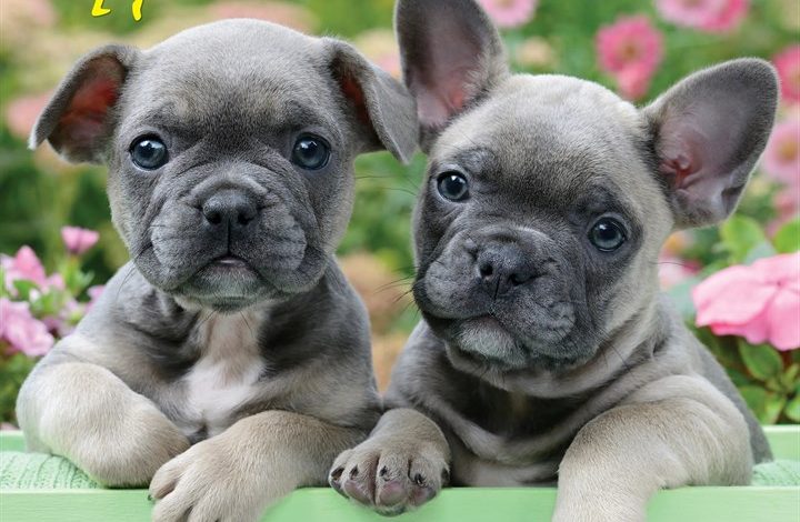 Just French Bulldog Puppies Calendar 2027
