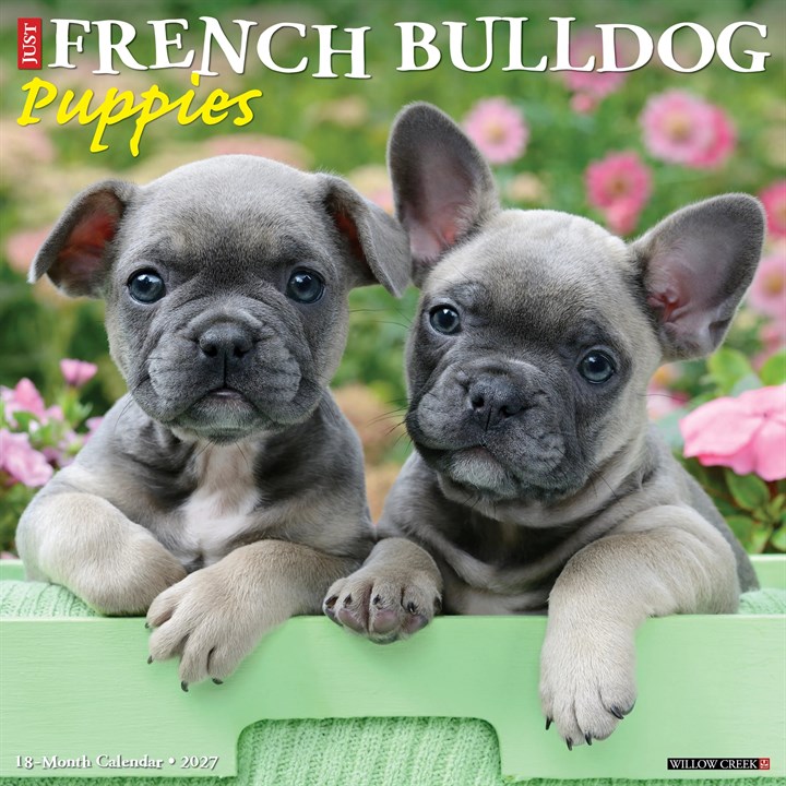 Just French Bulldog Puppies Calendar 2027
