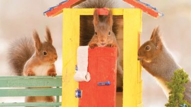 Gettin' Squirrelly Calendar 2027