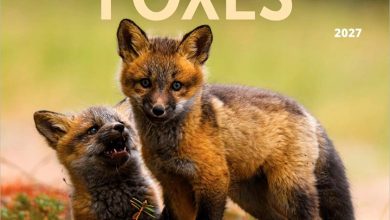 Foxes Calendar 2027