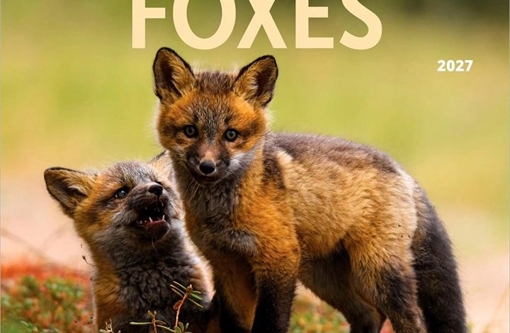 Foxes Calendar 2027