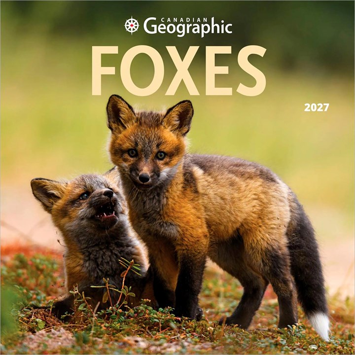 Foxes Calendar 2027