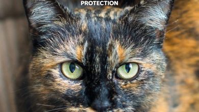 Cats Protection Calendar 2027