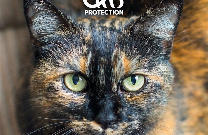 Cats Protection Calendar 2027