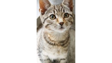 Cats Protection Slim Calendar 2027