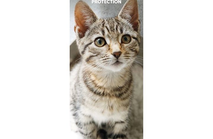 Cats Protection Slim Calendar 2027