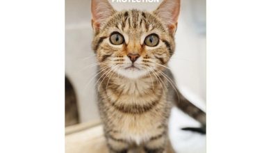 Cats Protection Slim Diary 2027