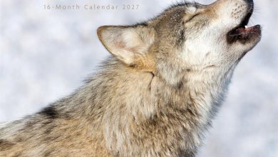 Wolves Calendar 2027