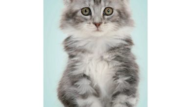 Kittens Slim Diary 2027 - 2028