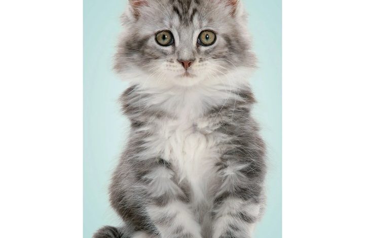Kittens Slim Diary 2027 - 2028