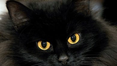 Black Cats Calendar 2027