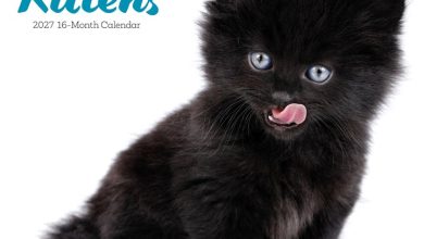 Black Kittens Calendar 2027