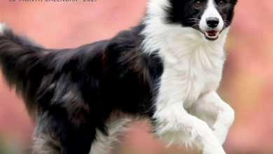 Border Collies Calendar 2027