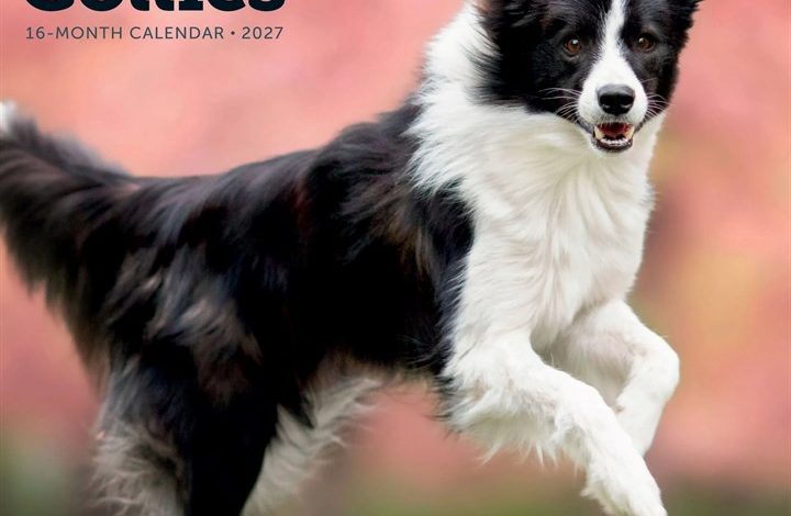 Border Collies Calendar 2027
