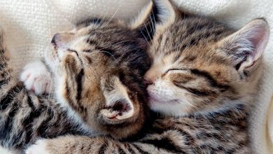 Cat Naps Calendar 2027