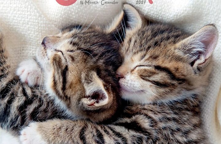 Cat Naps Calendar 2027