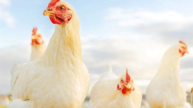 Chickens Calendar 2027