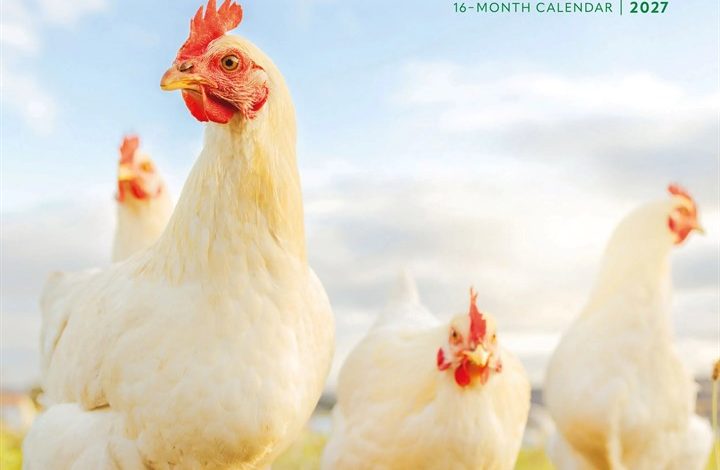 Chickens Calendar 2027