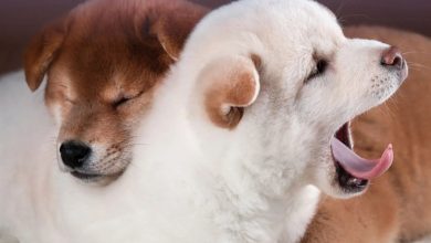 Dog Naps Calendar 2027