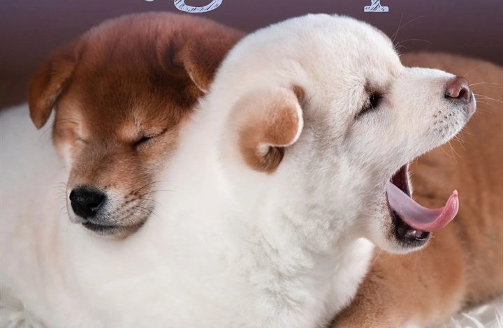 Dog Naps Calendar 2027