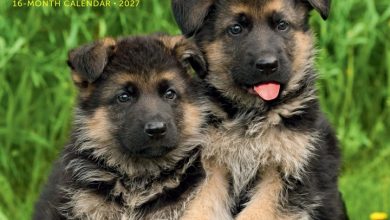 German Shepherd Puppies Calendar 2027