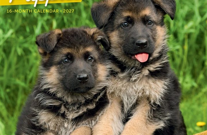 German Shepherd Puppies Calendar 2027