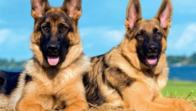 German Shepherds Calendar 2027
