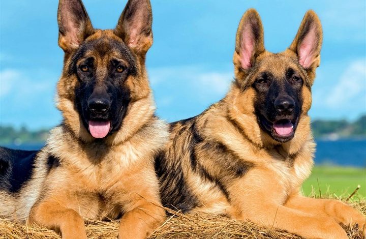 German Shepherds Calendar 2027
