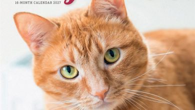 Ginger Cats Calendar 2027