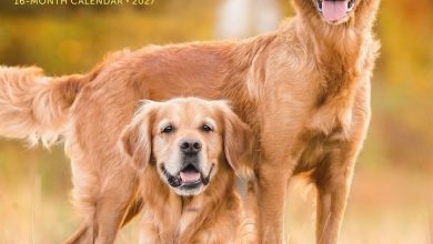 Golden Retrievers Calendar 2027