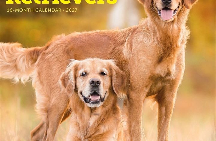 Golden Retrievers Calendar 2027