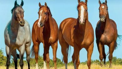 Horse Lovers Calendar 2027