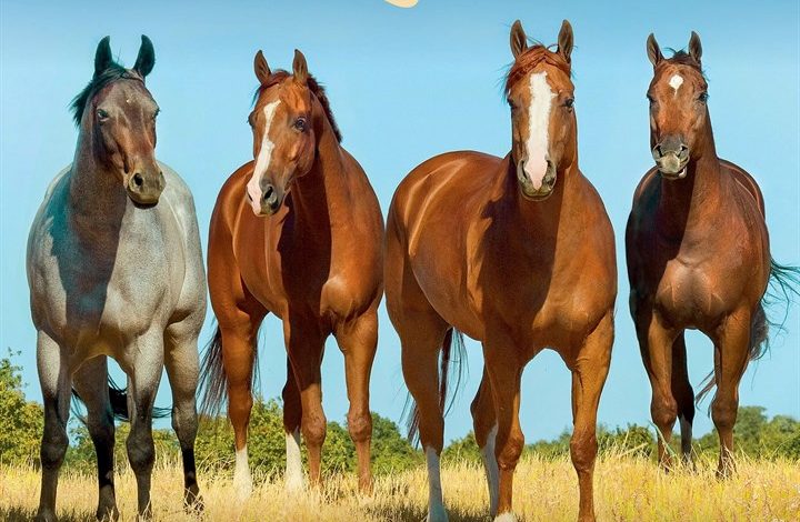 Horse Lovers Calendar 2027