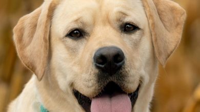 Yellow Labrador Retrievers Calendar 2027